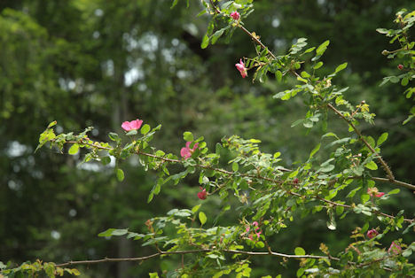 2010-05-16_46 Wood Rose Broad TN.jpg - 63623 Bytes